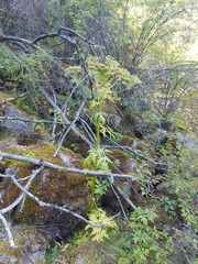Pleurospermum uralense