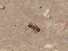 Pogonomyrmex