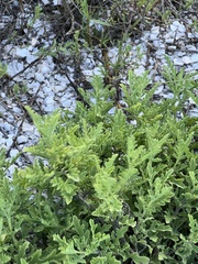 Rayjacksonia phyllocephala