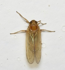Delphacidae