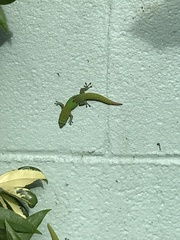 Phelsuma laticauda