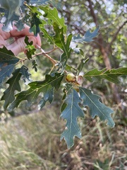 Quercus gambelii