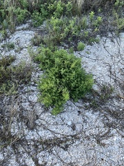 Rayjacksonia phyllocephala