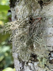 Usnea rubicunda