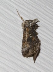 Syngrapha octoscripta