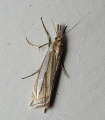 Crambus