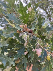 Quercus gambelii