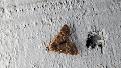 Idia scobialis