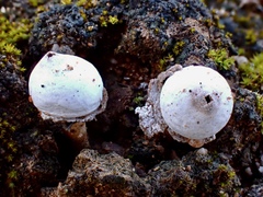 Tulostoma