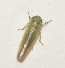 Macrosteles