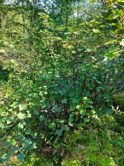 Ribes altissimum