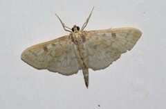 Herpetogramma thestealis