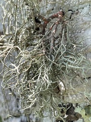 Usnea rubicunda