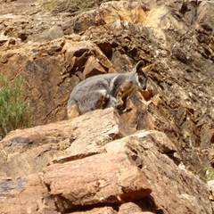 Petrogale xanthopus