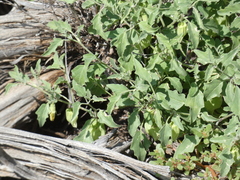 Physalis hederifolia