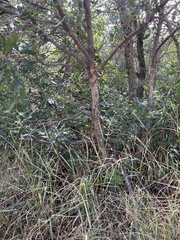Quercus gambelii