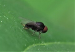 Lindneromyia flavicornis