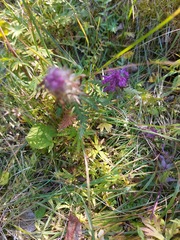 Pedicularis verticillata