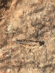 Pycnostictus seriatus
