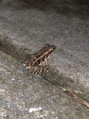 Lithobates palustris