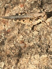 Pycnostictus seriatus