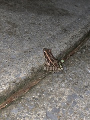 Lithobates palustris