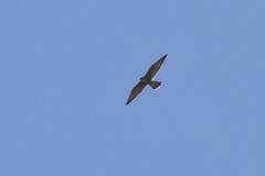 Falco peregrinus