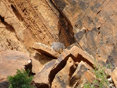 Petrogale xanthopus