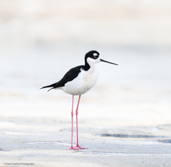 Himantopus mexicanus