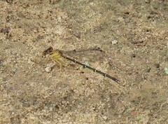 Argia apicalis