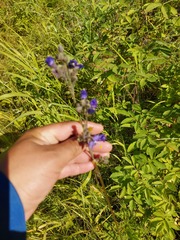 Polemonium acutiflorum