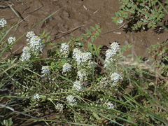 Lepidium alyssoides
