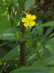 Potentilla argentea