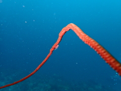 Bryaninops