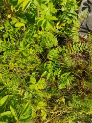 Polemonium acutiflorum