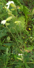 Silene latifolia alba