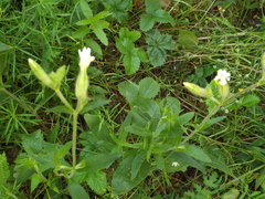 Silene latifolia alba