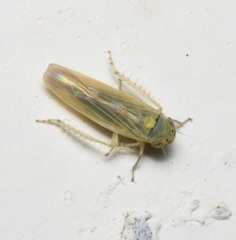 Macrosteles