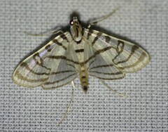 Conchylodes ovulalis