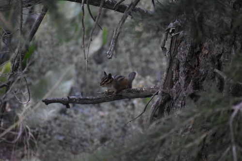 iNaturalist observation photo of Long-eared Chipmunk