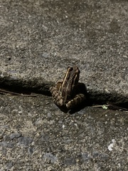 Lithobates palustris