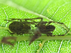 Larinioides sclopetarius