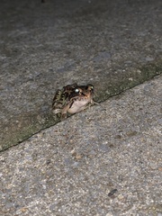 Lithobates palustris