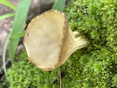 Helvella