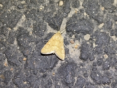 Achyra rantalis