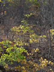 Colophospermum mopane