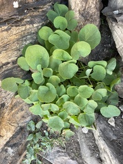 Oxyria digyna