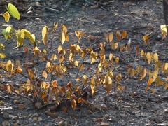 Colophospermum mopane