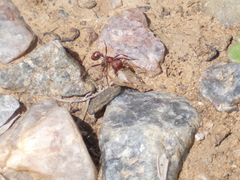 Pogonomyrmex