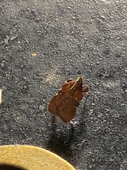 Galasa nigrinodis
